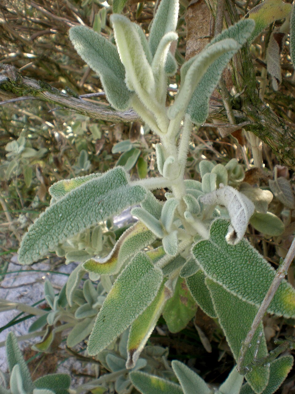 Phlomis italica (alternate view 14)