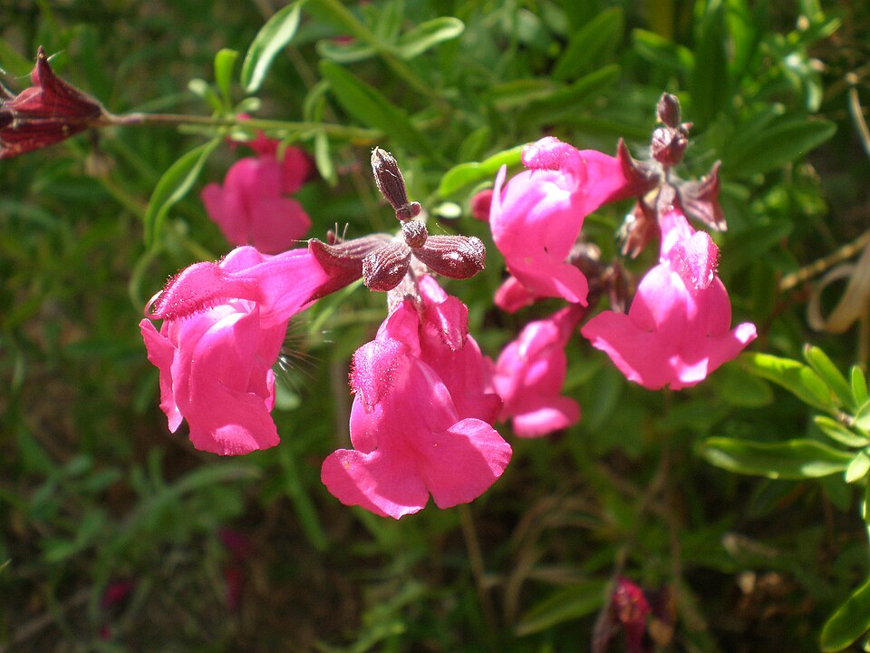 Salvia greggii (Autumn sage) (alternate view 14)