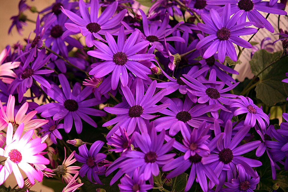 Pericallis × hybrida (Florist's cineraria) (alternate view 7)