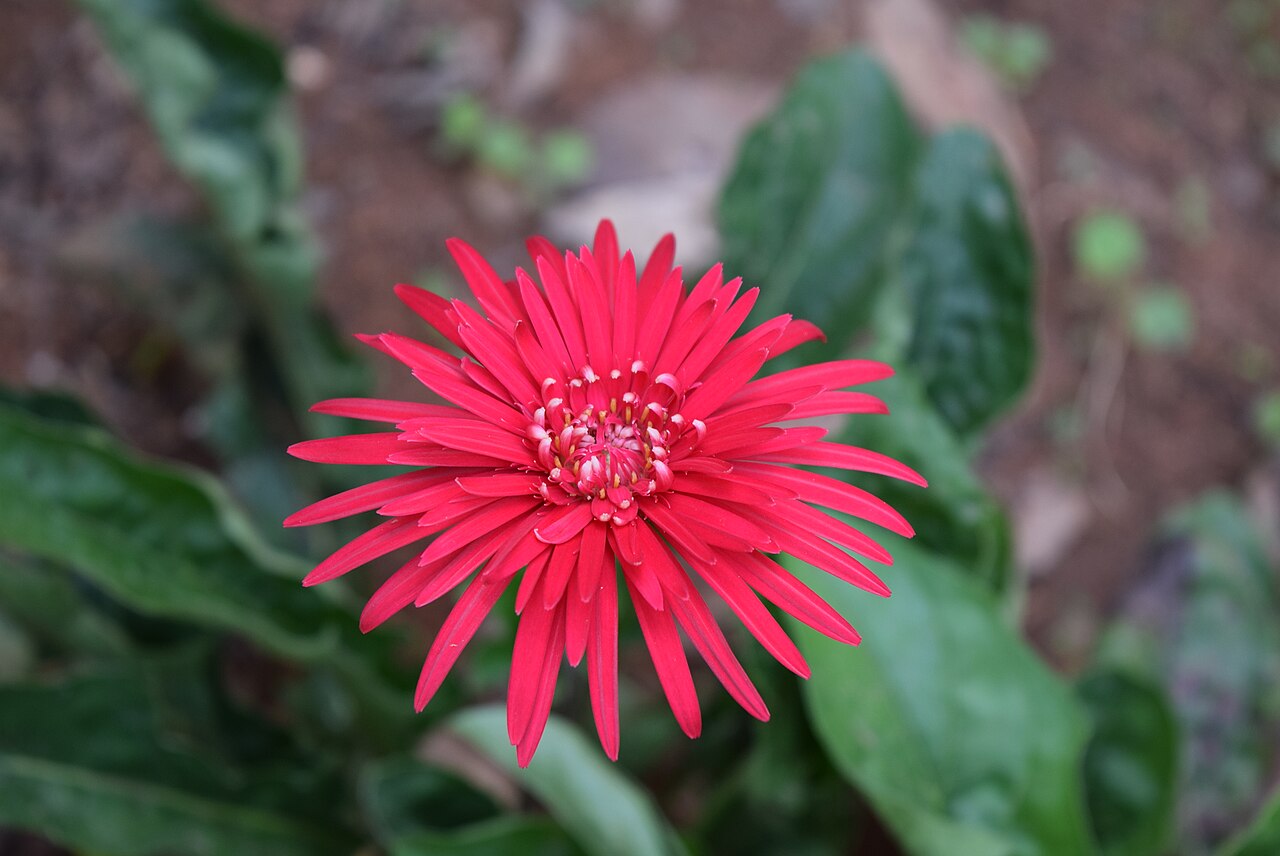 Gerbera jamesonii, Barberton daisy — clumping evergreen (Asteraceae) (image 7 of 10)
