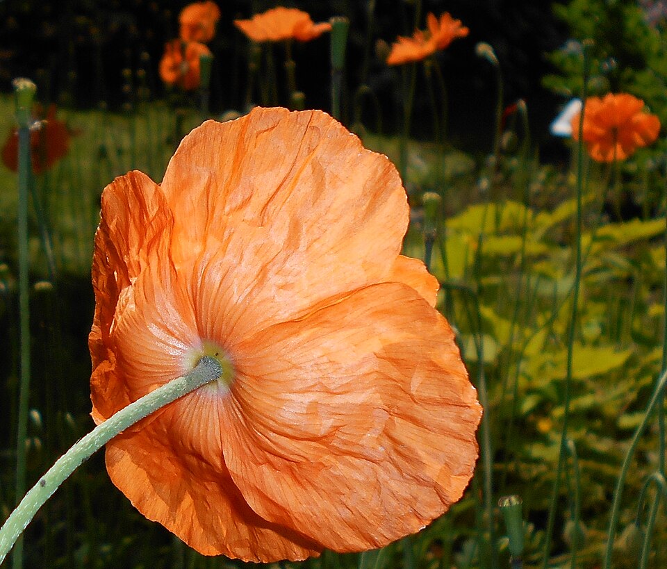 Papaver rupifragum (alternate view 6)
