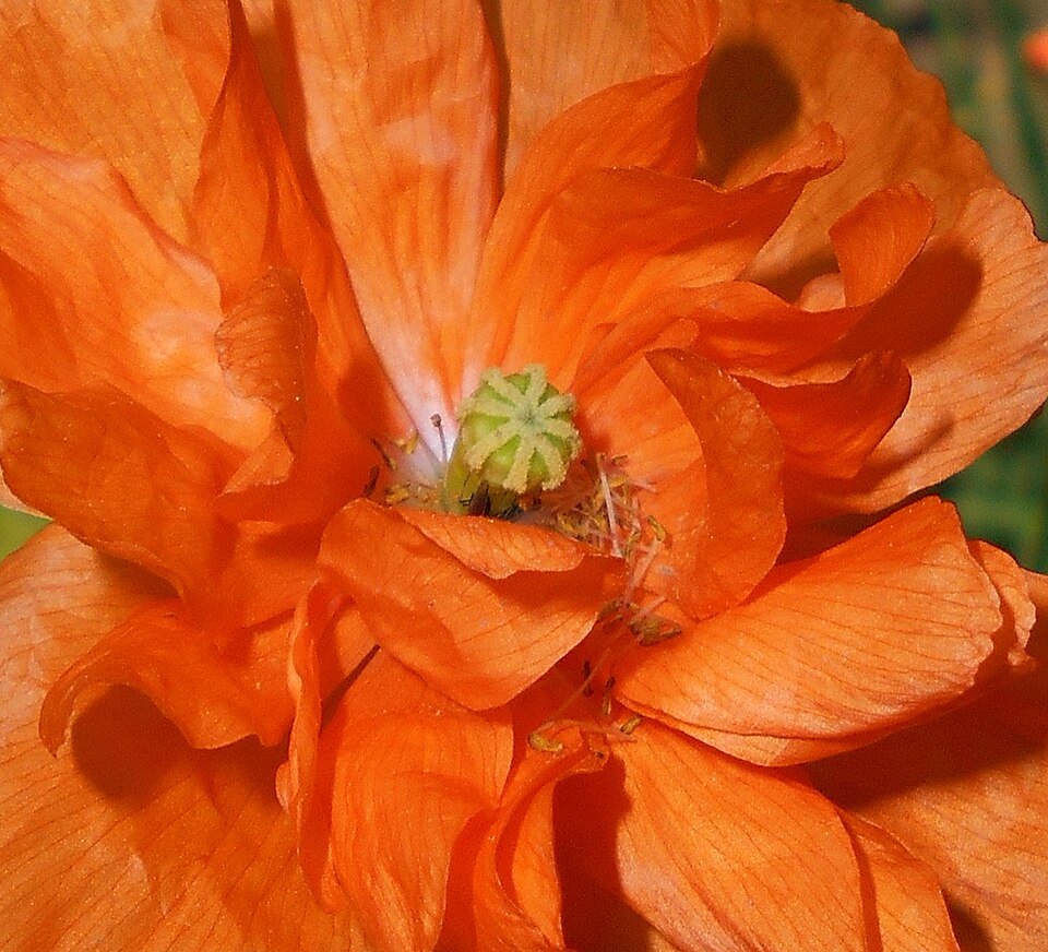 Papaver rupifragum (alternate view 7)