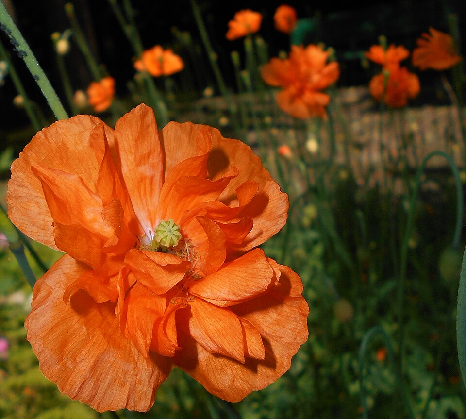 Papaver rupifragum (alternate view 8)