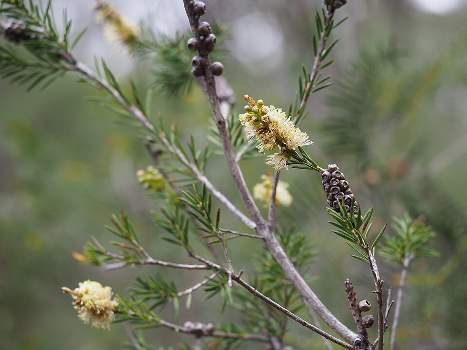 Melaleuca nodosa (prickly-leaved paperbark) (alternate view 7)