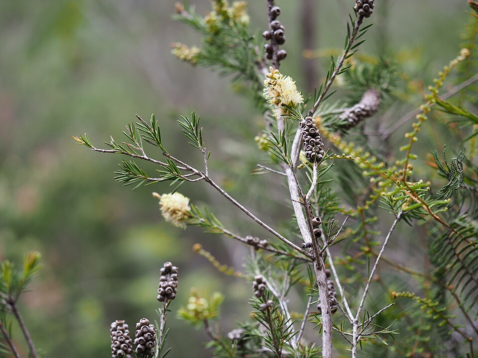 Melaleuca nodosa (prickly-leaved paperbark) (alternate view 8)