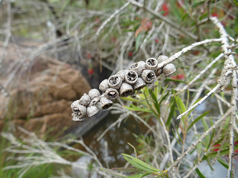Melaleuca nodosa (prickly-leaved paperbark) (alternate view 9)
