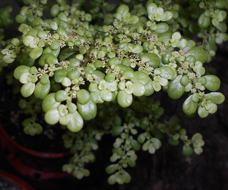 Pilea microphylla (Artillery Plant)