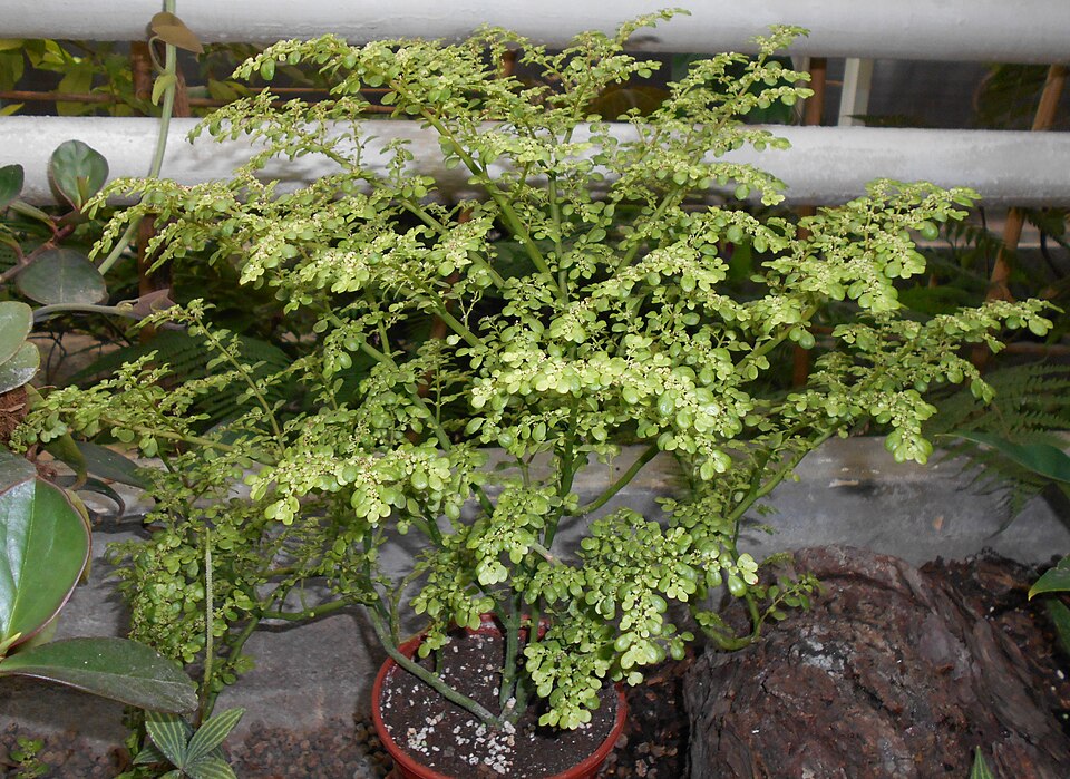 Pilea microphylla (Artillery Plant)