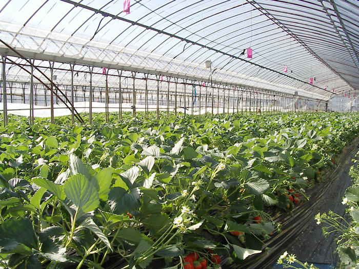 Fragaria (strawberries) (alternate view 5)