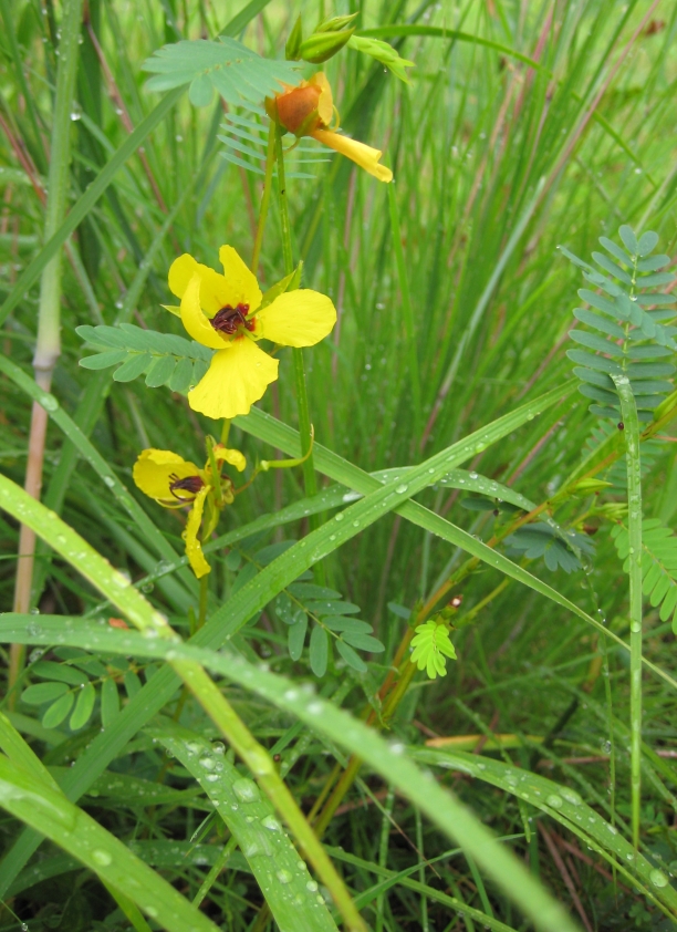 Chamaecrista fasciculata (partridge pea)