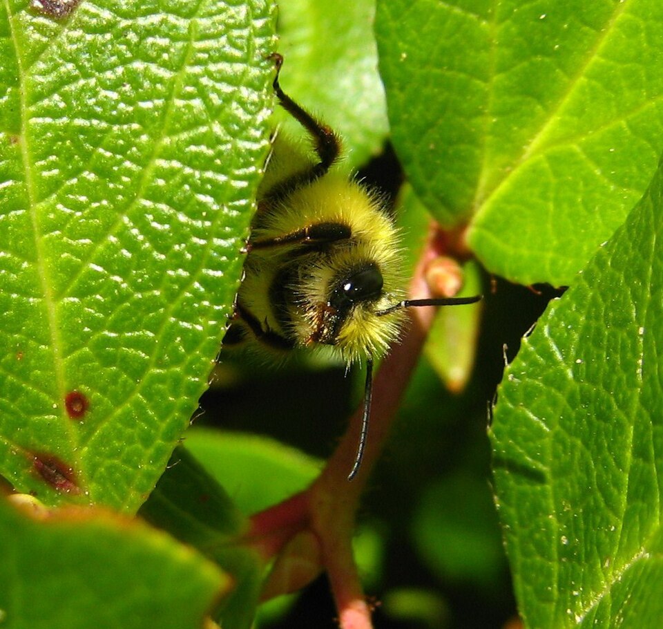 Gaultheria shallon (salal) (alternate view 8)