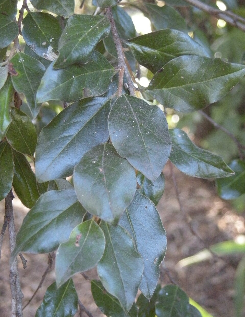 Petalostigma pubescens (quinine bush)