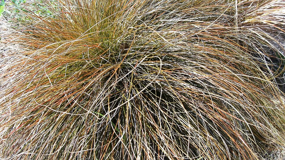 Chionochloa rubra (Red Tussock Grass) (alternate view 7)