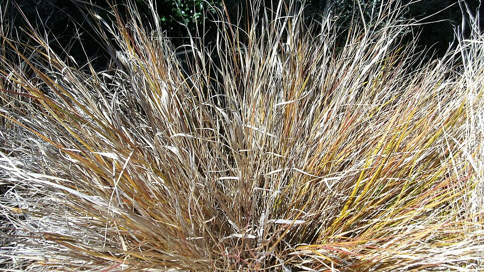Chionochloa rubra (Red Tussock Grass) (alternate view 8)