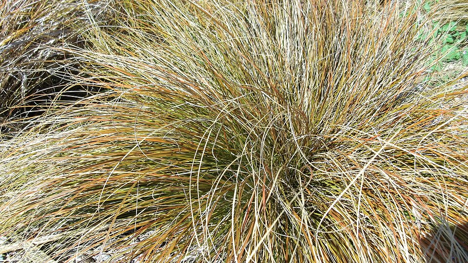 Chionochloa rubra (Red Tussock Grass) (alternate view 9)