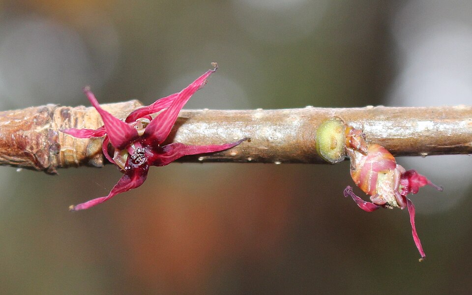 Disanthus cercidifolius (Disanthus) (alternate view 2)