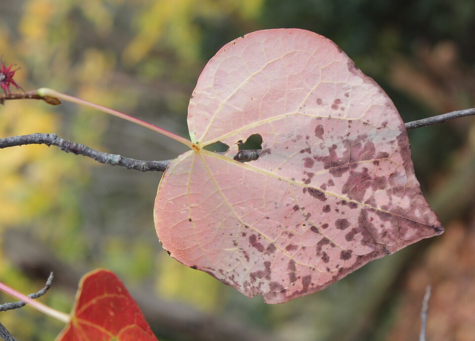 Disanthus cercidifolius (Disanthus) (alternate view 3)