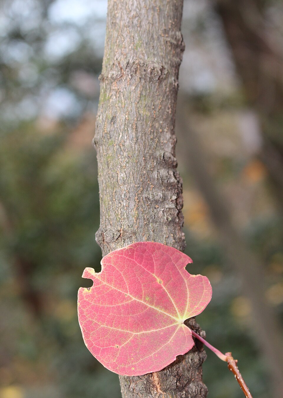 Disanthus cercidifolius (Disanthus) (alternate view 4)