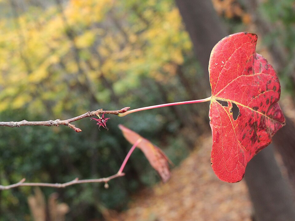 Disanthus cercidifolius (Disanthus) (alternate view 5)