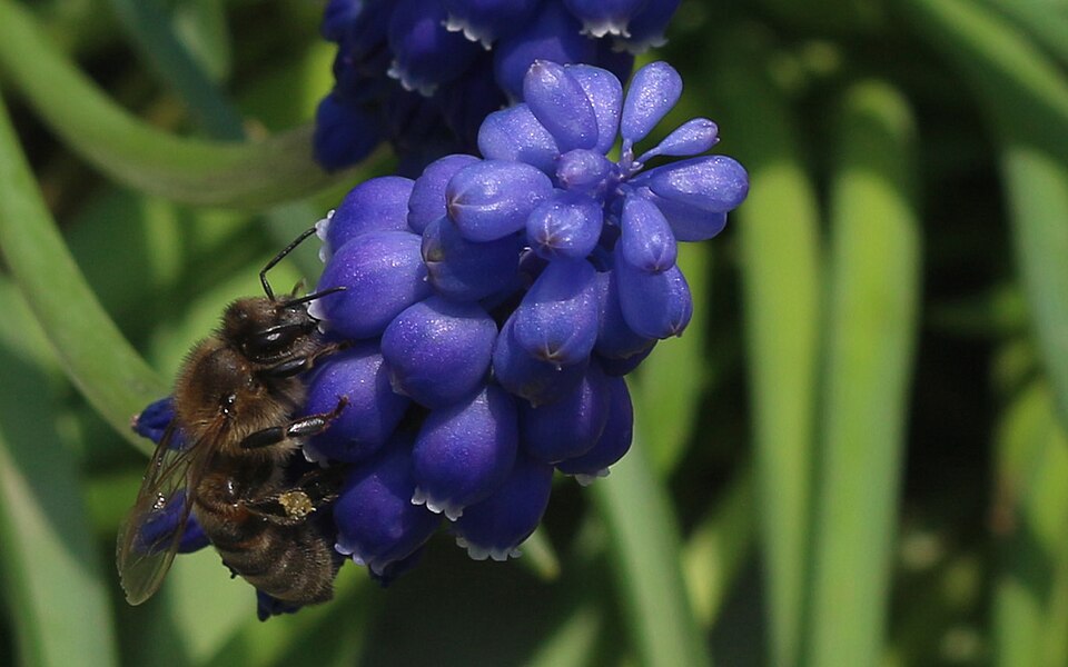Muscari botryoides (common grape hyacinth) (alternate view 9)