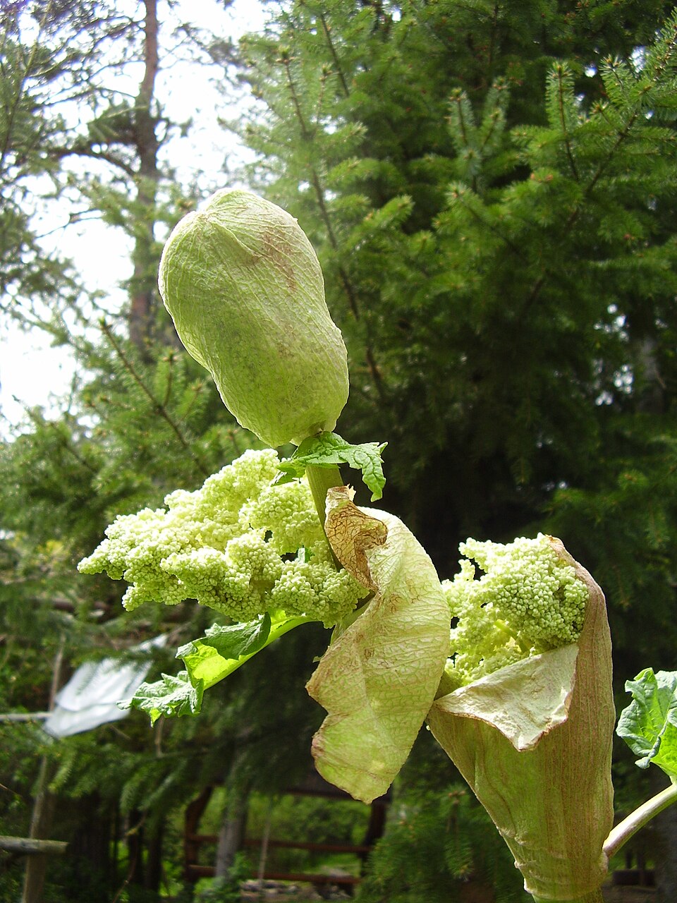Rheum rhabarbarum (Rhubarb)