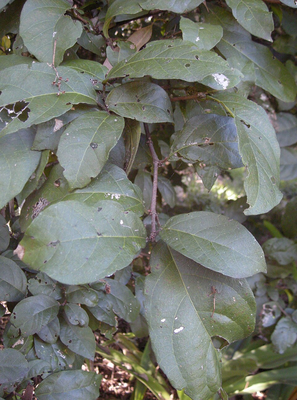 Mallotus claoxyloides (Green Kamala) (alternate view 6)