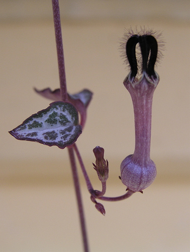 Ceropegia woodii (String of Hearts) (alternate view 9)