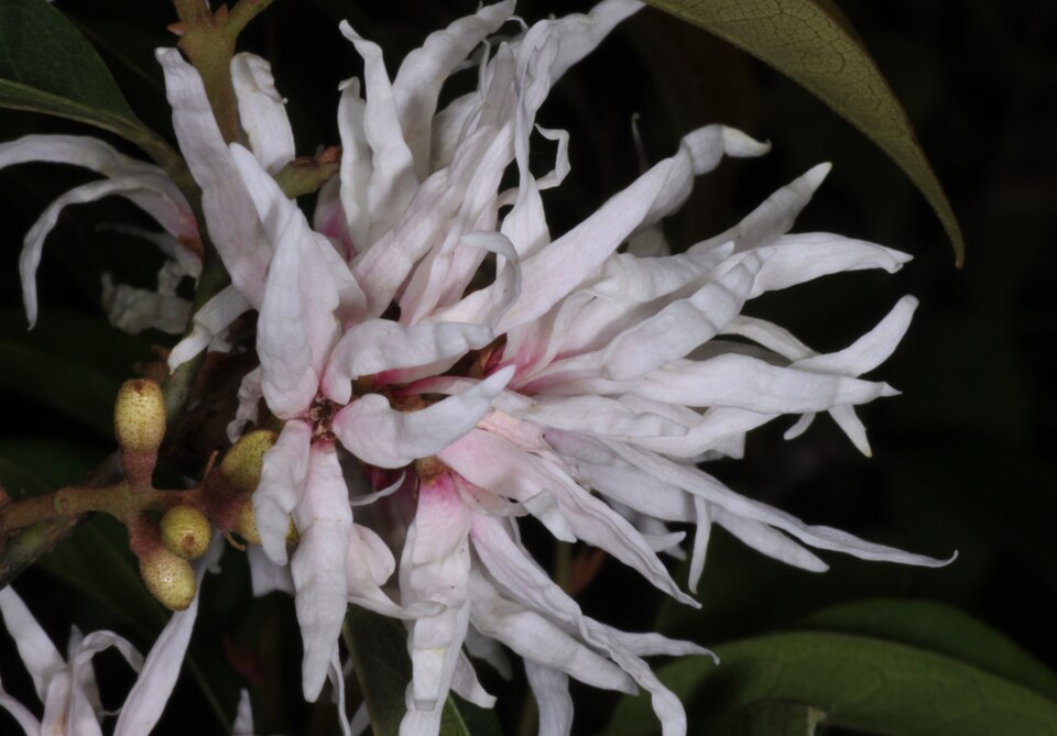 Loropetalum (alternate view 5)