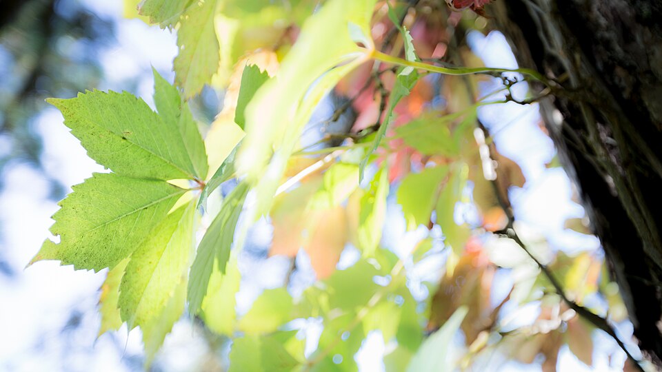 Parthenocissus quinquefolia (Virginia creeper) (alternate view 7)