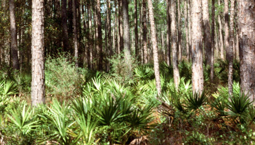 Sabal minor (Dwarf Palmetto) (alternate view 3)