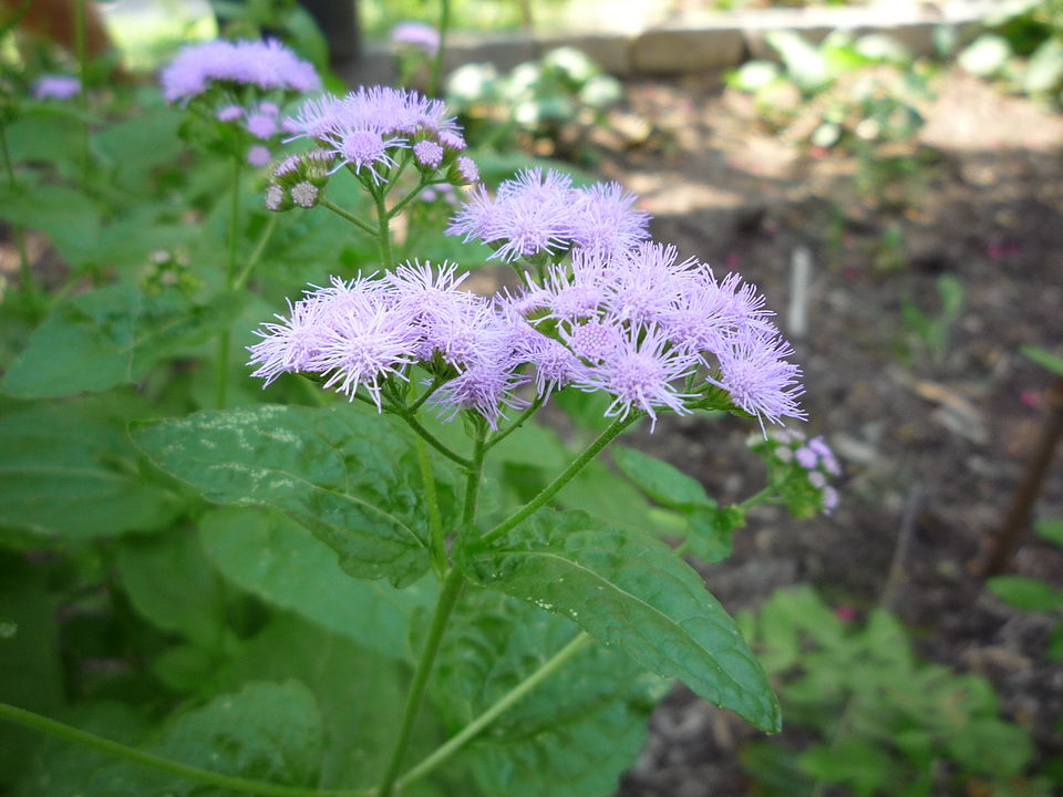 Conoclinium coelestinum (Blue Mistflower) (alternate view 6)