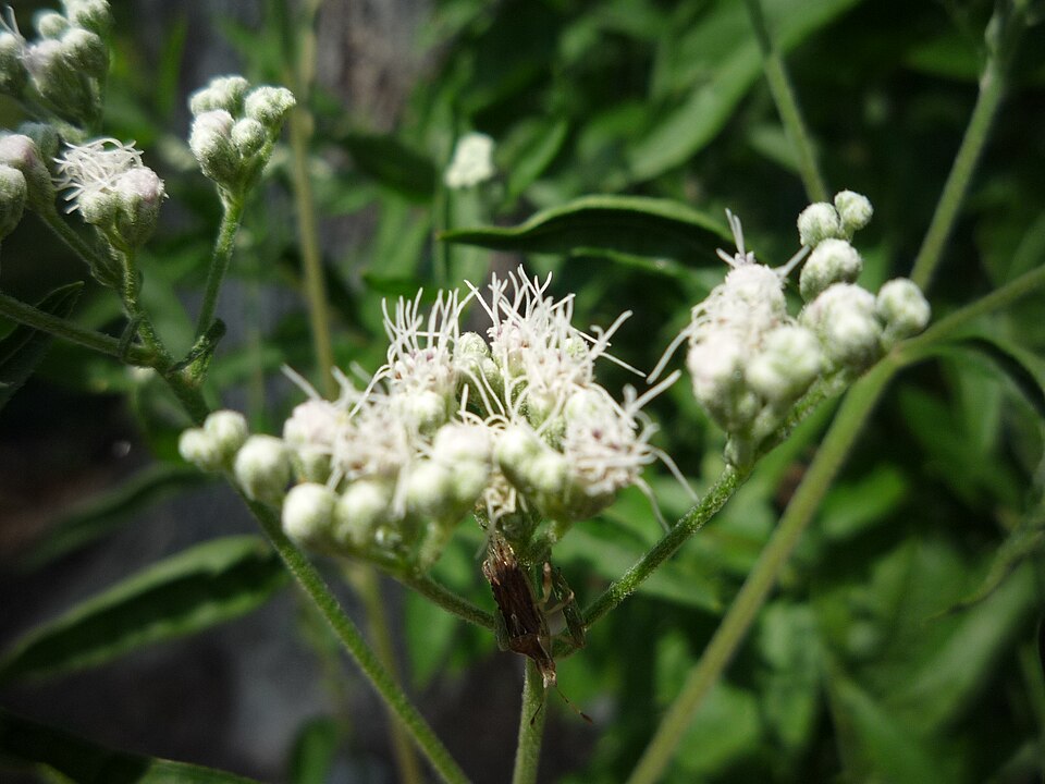 Eupatorium serotinum (late boneset)