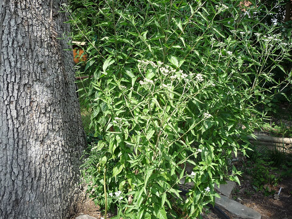 Eupatorium serotinum (late boneset)