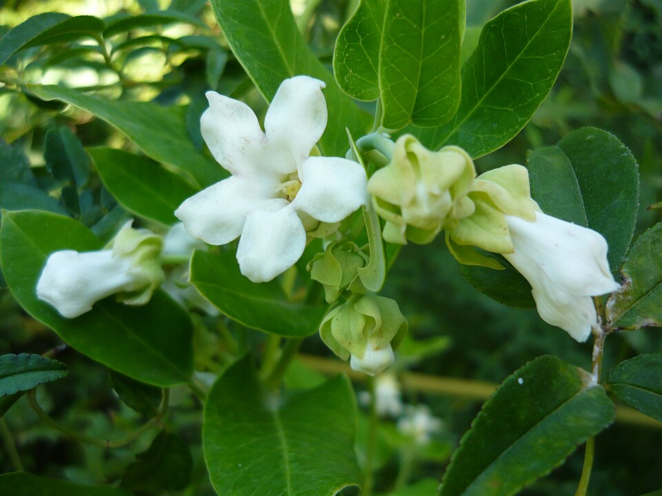 Araujia sericifera (Moth Vine) (alternate view 6)