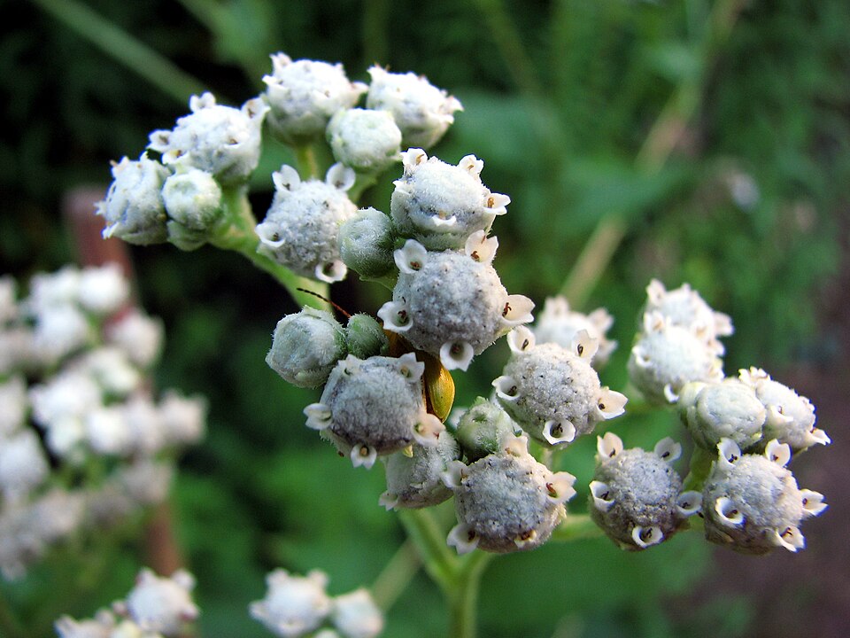 Parthenium integrifolium (wild quinine) (alternate view 2)