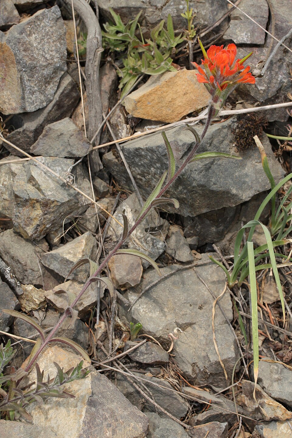 Castilleja hispida (harsh paintbrush) (alternate view 4)