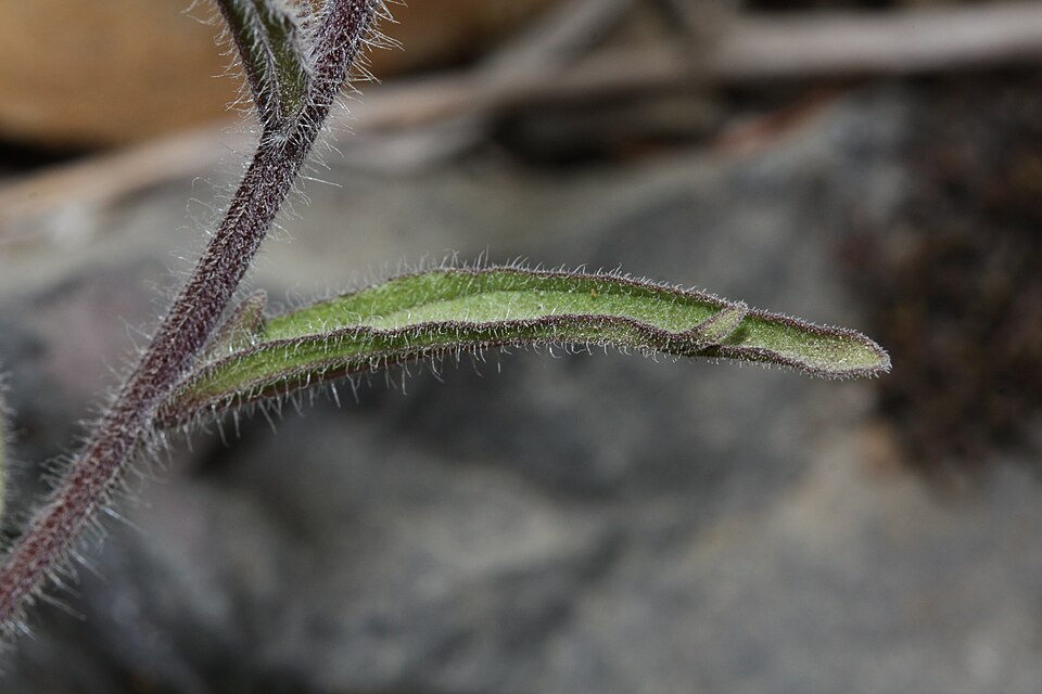 Castilleja hispida (harsh paintbrush) (alternate view 5)