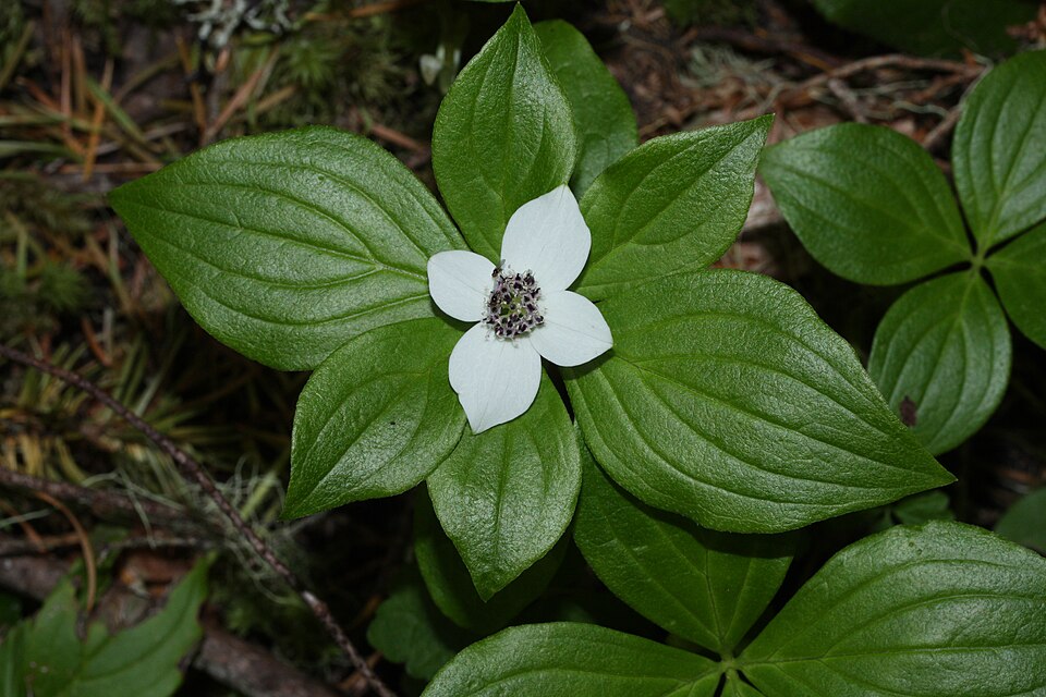 Cornus unalaschkensis (bunchberry) (alternate view 9)