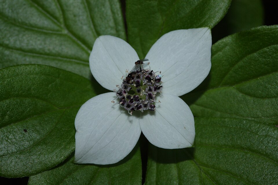 Cornus unalaschkensis (bunchberry) (alternate view 10)