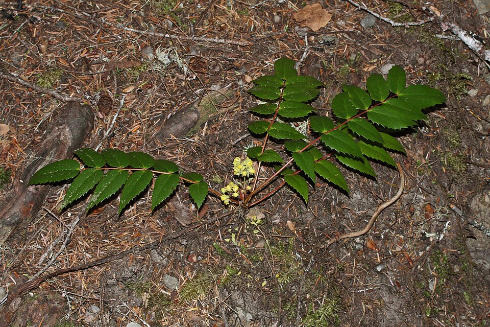 Berberis nervosa (Oregon-grape) (alternate view 9)