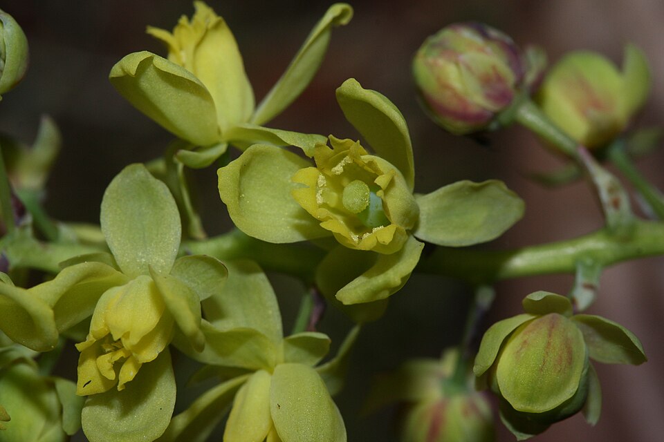 Berberis nervosa (Oregon-grape) (alternate view 10)