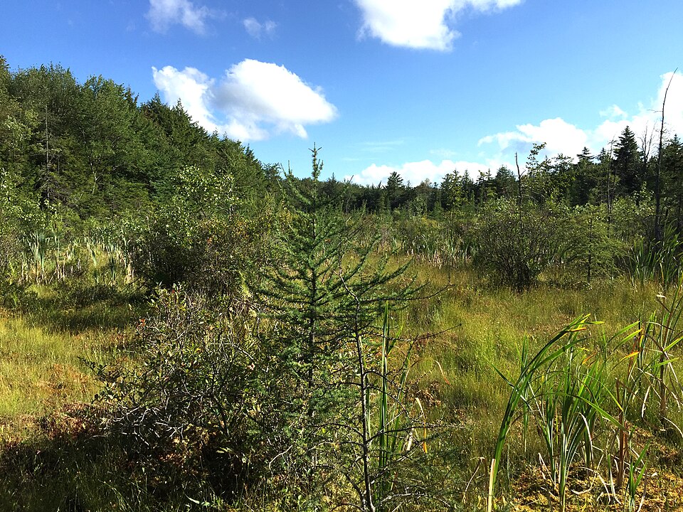Larix laricina (tamarack)