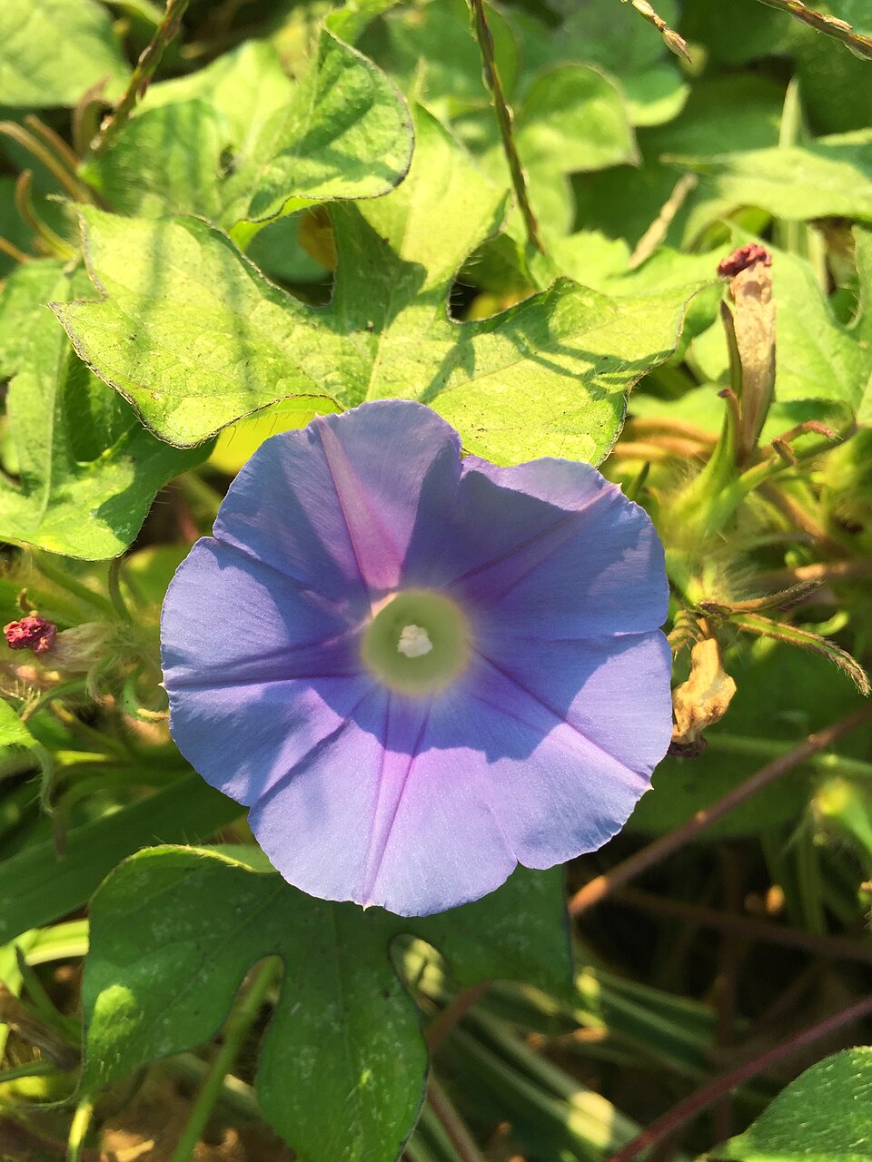 Ipomoea hederacea (ivy-leaved morning-glory) (alternate view 6)