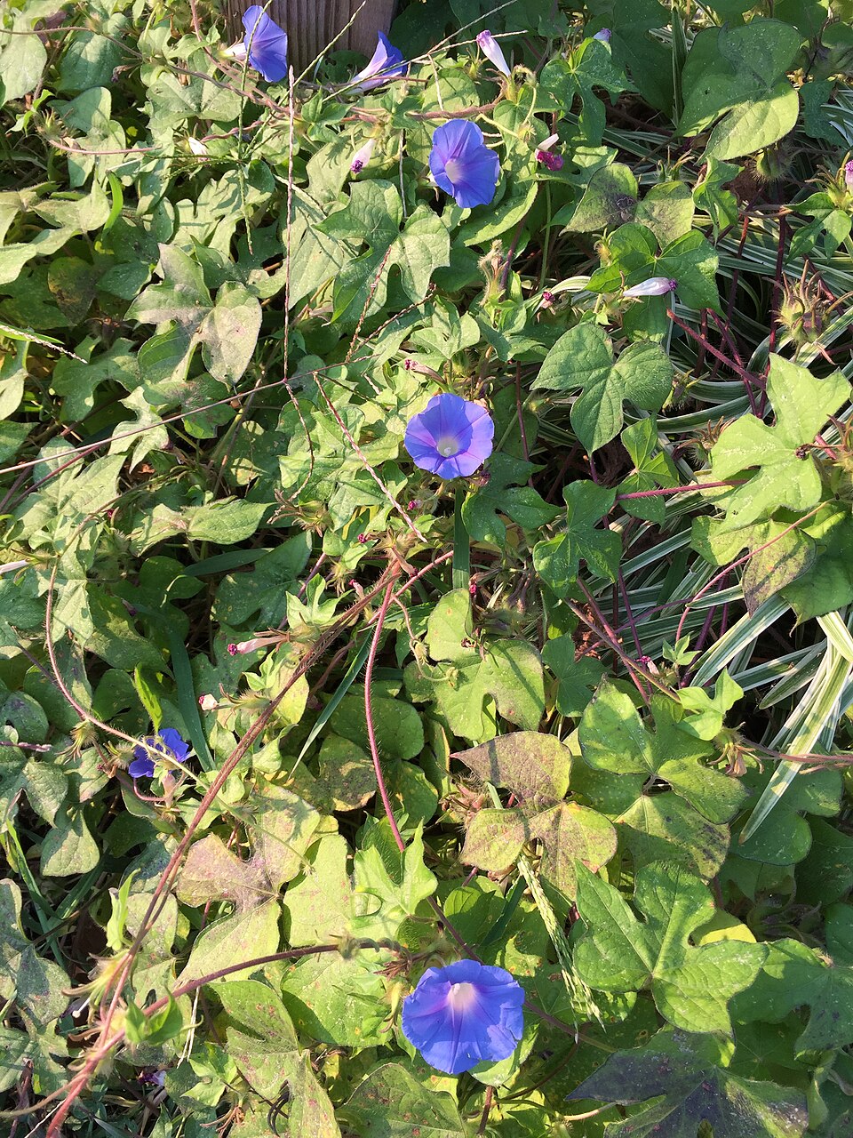 Ipomoea hederacea (ivy-leaved morning-glory) (alternate view 7)