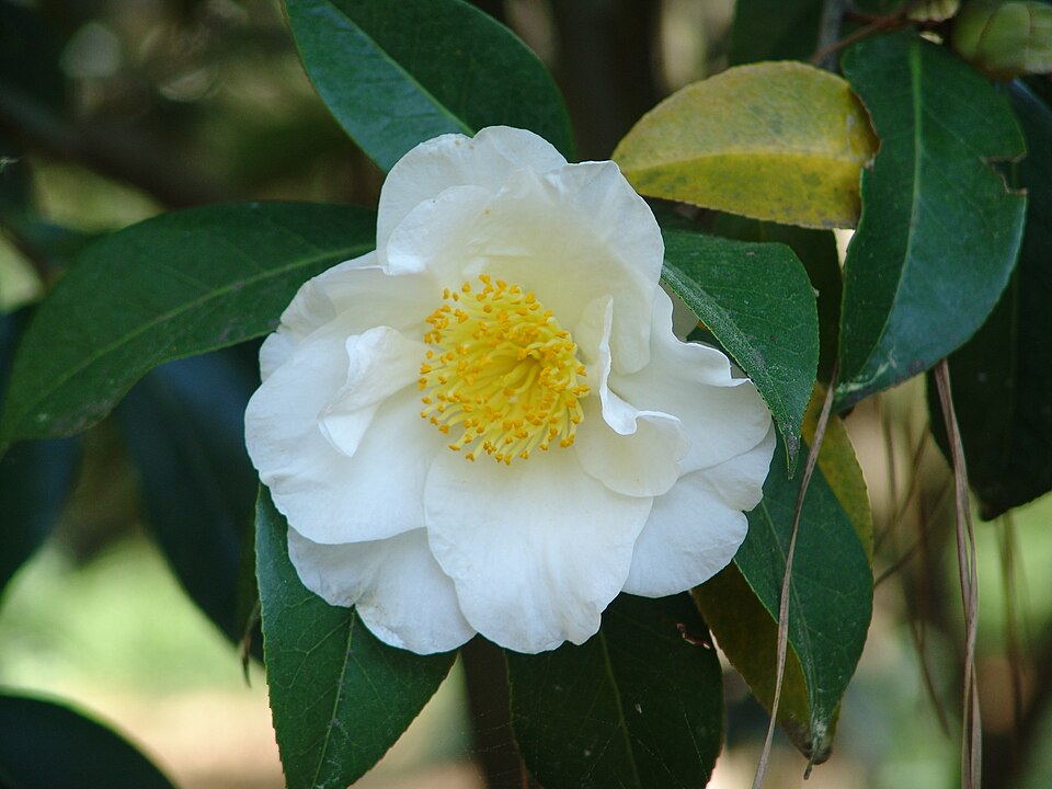 Camellia japonica 'Silver Waves' (Silver Waves Camellia)