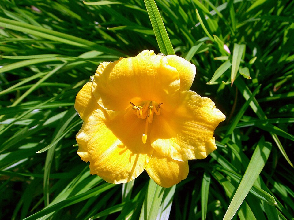 Hemerocallis × 'Stella de Oro' (Stella de Oro Daylily) (alternate view 3)