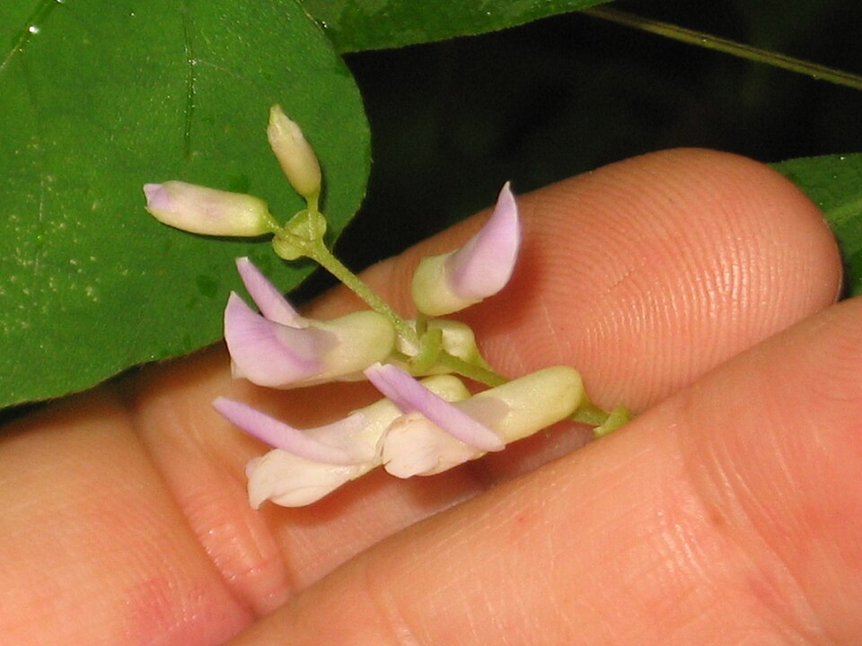Amphicarpaea bracteata (American hog-peanut)