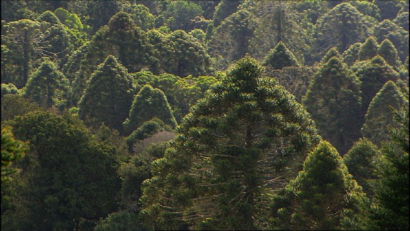 Araucaria bidwillii (Bunya Pine) (alternate view 10)