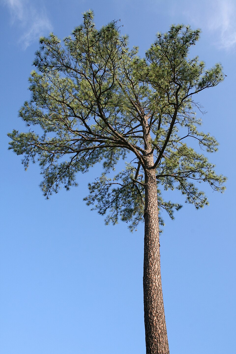 Pinus taeda (Loblolly Pine)
