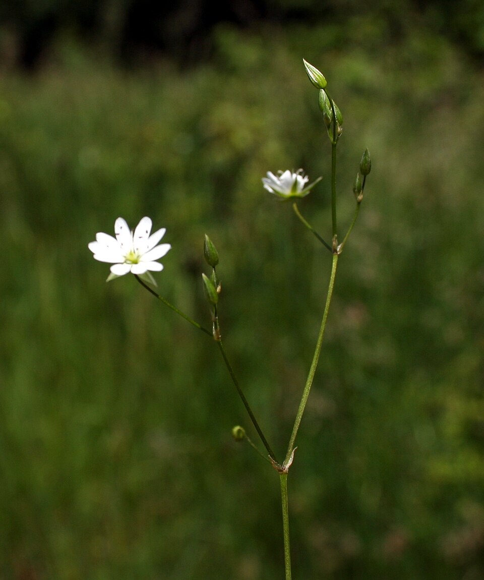 Stellaria graminea (lesser stitchwort)